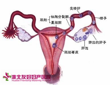 有了宮外孕的癥狀怎么辦